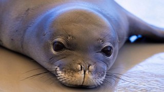 Lidsk&eacute; hovado chtělo uml&aacute;tit kamenem v Seatlu (USA) vz&aacute;cn&eacute;ho tuleně havajsk&eacute;ho se slovy: j&aacute; na pokuty m&aacute;m!